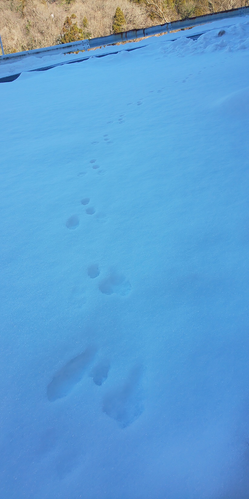 Rabbit-footprints.jpg