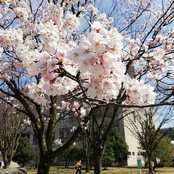 太陽が丘キャンパスの桜が見ごろ